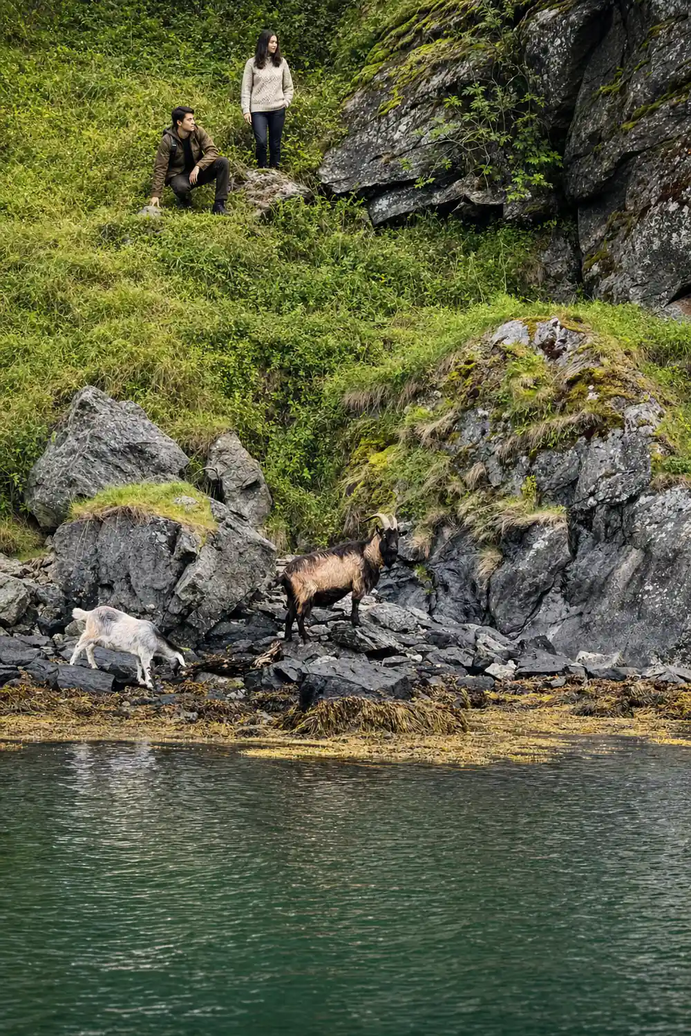 Goats among the rocks and seaweed at the water line