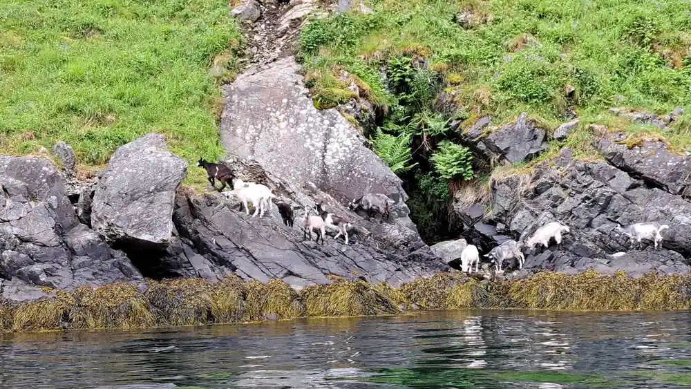 Goats on a mossy rock face above the waterline