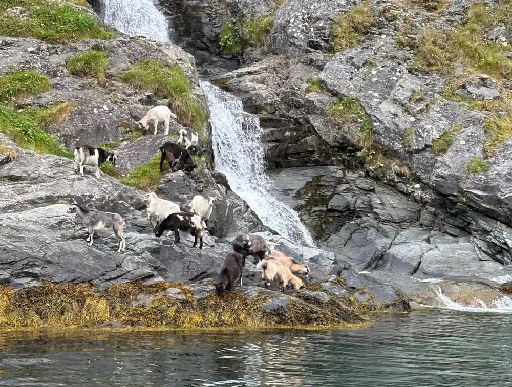 Goats picking their way over rock beside a small waterfall