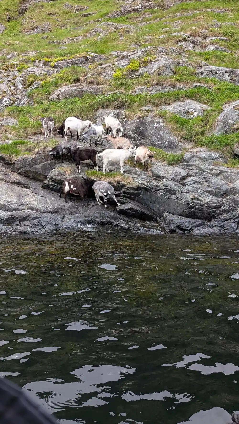 Goats standing on a steep rock slope above the water