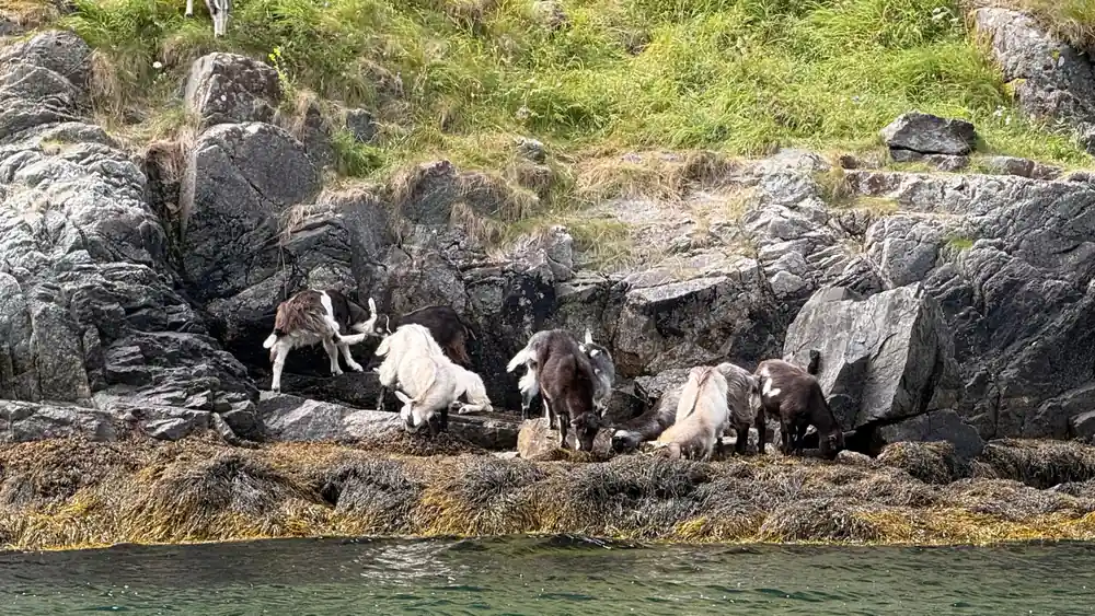 A herd of goats resting on the rocks at the waterline